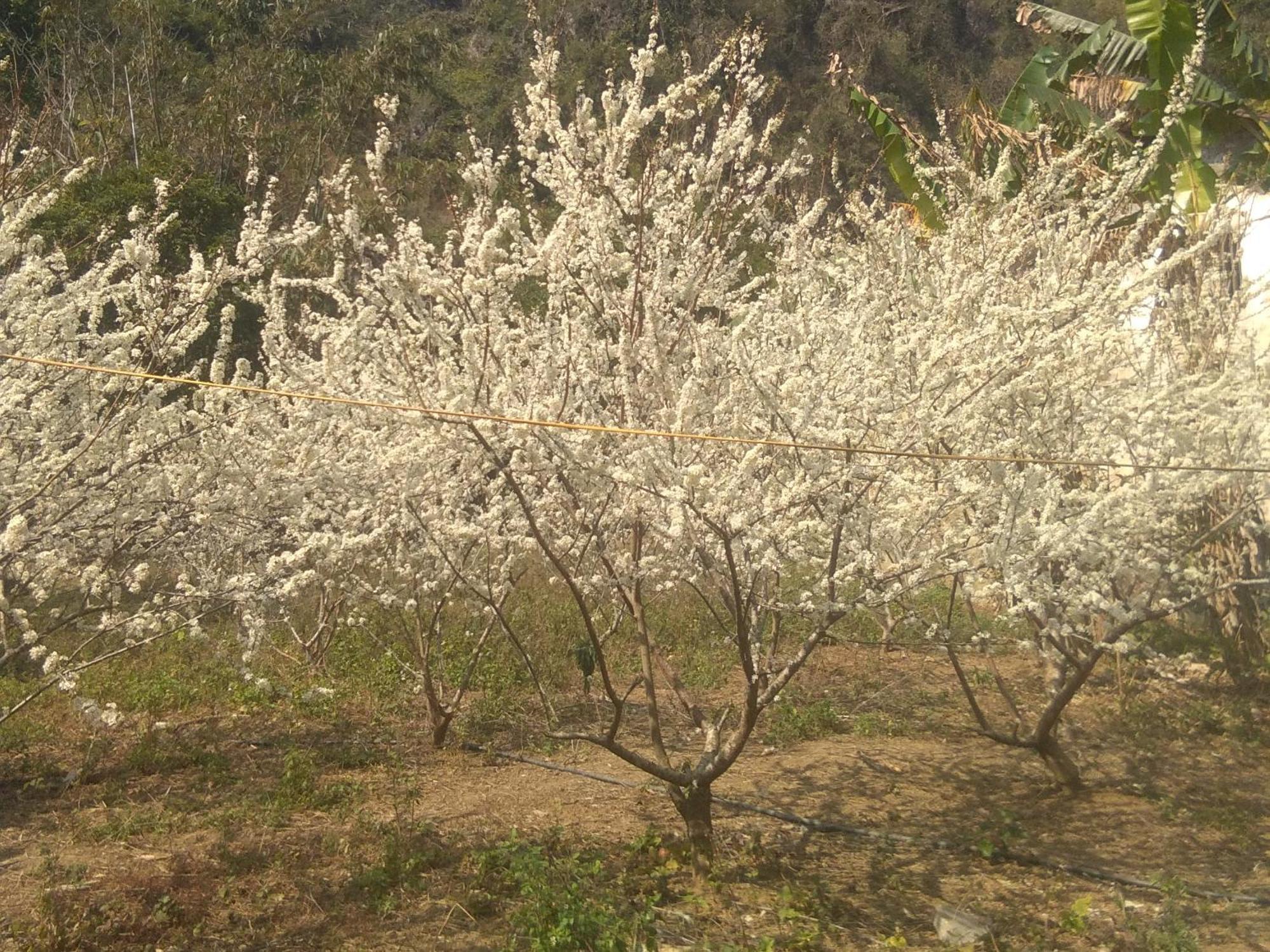 Trieu Chuong Homestay Каобанг Екстер'єр фото